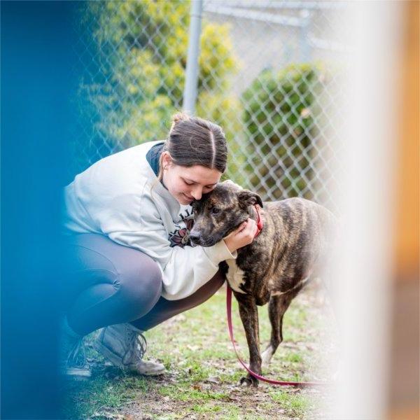 一名学生拥抱一只在动物收容所围栏外的狗